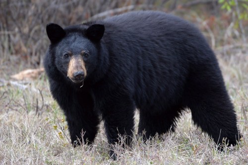 A young girl is in hospital after police and conservation officials say she was attacked by a bear outside her family's home in a city east of Vancouver. A black bear stands near the side of Highway 881 near Conklin, Alberta, on May 10, 2016. THE CANADIAN PRESS/Jonathan Hayward