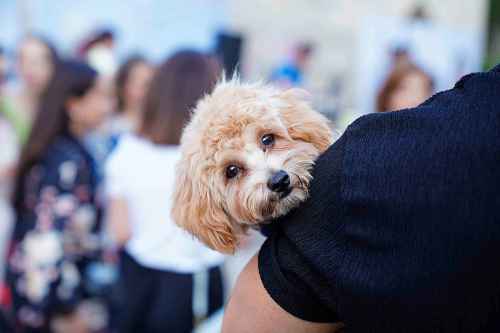 In Canada over the last 25 years, as many as 40 people have been killed by dogs, and most of those killed were children. (Tahir Xəlfəquliyev / Pexels)