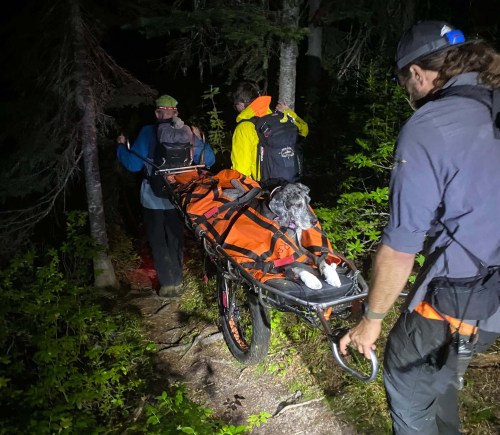 An injured dog is rescued from Mt. Macpherson near Revelstoke, B.C., on Sunday, Sept. 13, 2026, in this handout photo. THE CANADIAN PRESS/Handout — Revelstoke Search and Rescue (Mandatory Credit)