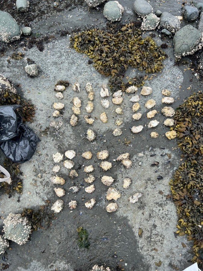 Five people fined for illegal shellfish harvesting on Vancouver Island