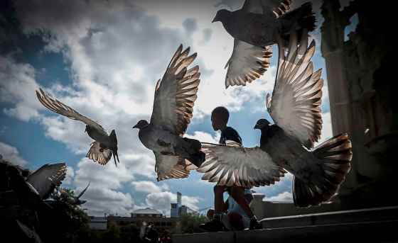 Children feed the pigeons at Central Park on Sunday. (John Woods / Free Press)