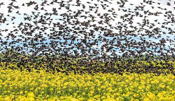 A flock of blackbirds takes off from a sunflower field near Matlock, Man., on Tuesday. (Ruth Bonneville / Free Press)