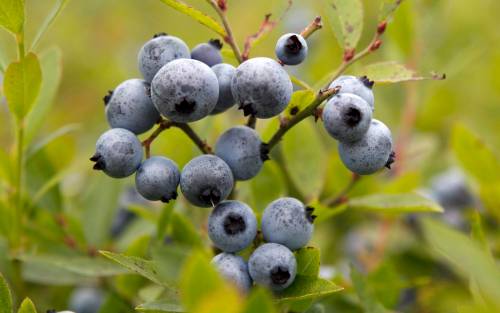 In this photo made Friday, July 27, 2012, wild blueberries await harvesting at the Dolham Farm in Warren, Maine. The state's wild blueberry growers are expecting their biggest harvest in more than a decade.(AP Photo/Robert F. Bukaty)