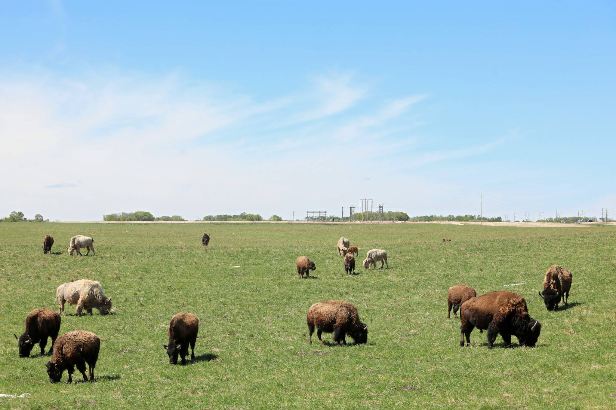 Existential extinctions – Winnipeg Free Press