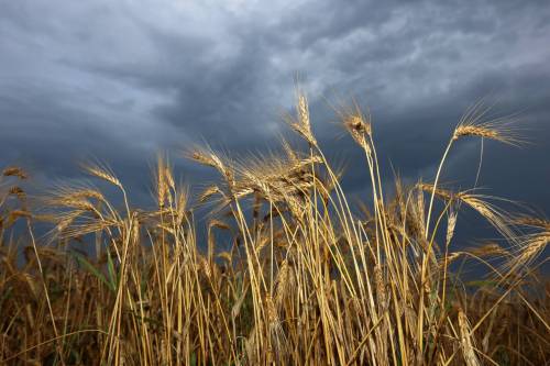 Tim Smith / Brandon Sun files
                                Storm clouds hover over a crop in the Westman region last month. A series of deluges over the past four weeks has dogged harvest time.