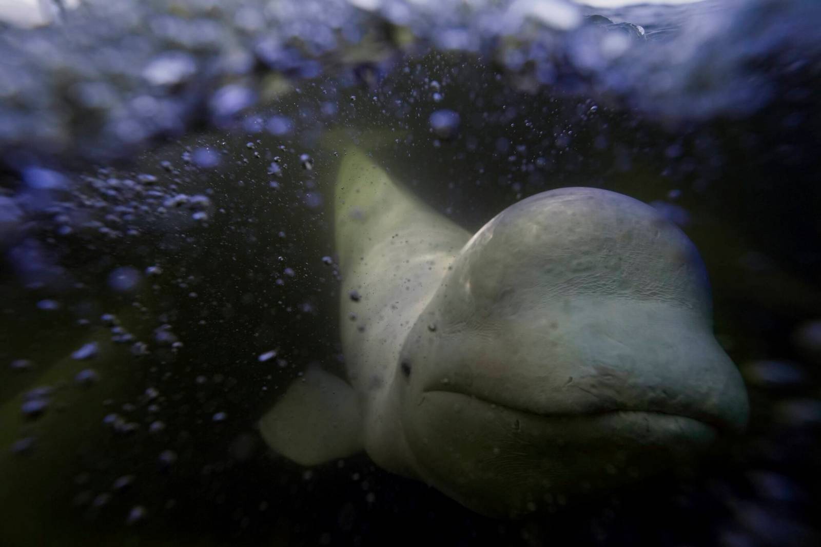 winnipegfreepress.com - Nicole Buffie - Port of Churchill expansion could chase belugas away, U of M researcher says