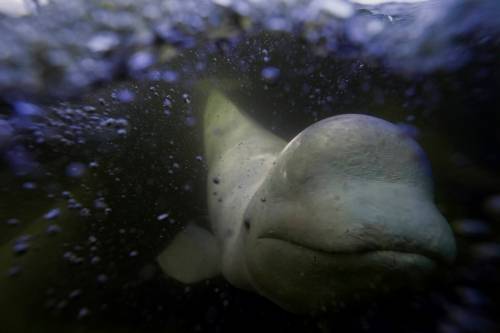 A beluga whale swims behind a boat through the Churchill River. (Joshua A. Bickel / The Associated Press files)