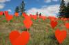 Tim Smith / Brandon Sun
                                Orange hearts memorialize the children who died at the Brandon Indian Residential School.