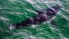 A great white shark swims past a boat off the coast near Cape Cod, Mass. on Tuesday, Aug. 17, 2021. THE CANADIAN PRESS/AP-Charles Krupa