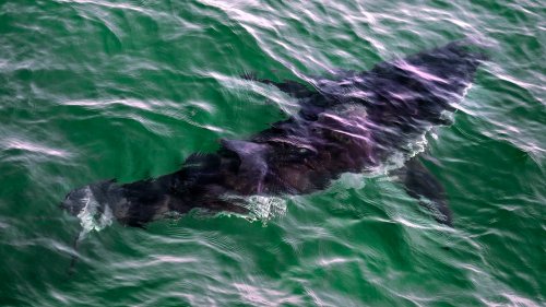 A great white shark swims past a boat off the coast near Cape Cod, Mass. on Tuesday, Aug. 17, 2021. THE CANADIAN PRESS/AP-Charles Krupa