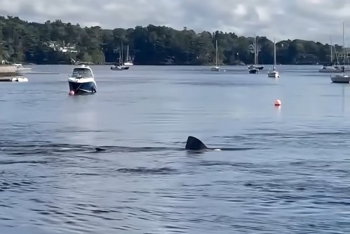 A basking shark is seen in this handout still image from a video, in the Bedford Basin at the mouth of the Sackville River, in Bedford, N.S., on Friday, Sept. 18, 2026. THE CANADIAN PRESS/Handout - Facebook, NS shark sightings and info, Zahra Celii (Mandatory Credit)