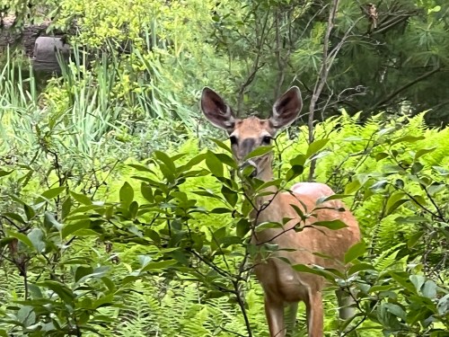 A deer appears in Hawley, Pa., on June 25, 2023. (Jessica Damiano via AP)