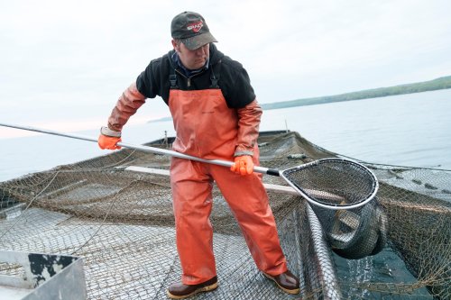 Joel Petersen carries a net of whitefish aboard a boat near Leland, Mich., 2025. (Josh Boland/Bridge Michigan via AP)