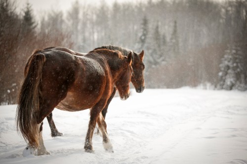 Wild horse mares walk along an oil and gas roadway on Crown land near Sundre, Alta., Wednesday, Dec. 11, 2019.THE CANADIAN PRESS/Jeff McIntosh