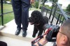 FILE - Sunny, President Barack Obama's newest dog takes a walk at the White House, Sept. 9, 2013, in Washington. (AP Photo/ Evan Vucci)