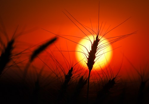 A head of wheat is silhouetted by the sun in a wheat crop near Cremona, Alta., Tuesday, Sept. 6, 2022. THE CANADIAN PRESS/Jeff McIntosh