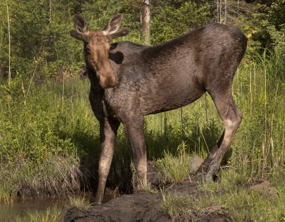 A northern Manitoba First Nation is calling for hunters to voluntarily stop hunting to conserve moose populations. (Fred Thornhill / The Canadian Press files)