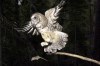 FILE - A northern spotted owl flies after a mouse jumping off the end of a stick in the Deschutes National Forest near Camp Sherman, Ore., May 8, 2003. (AP Photo/Don Ryan, File)