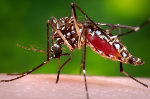 FILE - This 2006 photo provided by the Centers for Disease Control and Prevention shows a female Aedes aegypti mosquito in the process of acquiring a blood meal from a human host. (James Gathany/Centers for Disease Control and Prevention via AP, File)