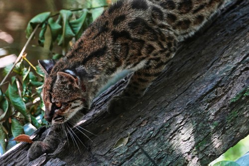 A small spotted wild cat identified as a new species, Leopardus tilcayo, walks inside Senda Verde wildlife sanctuary in Bolivia's Yungas region, near Coroico, Sunday, Sept. 20, 2026. (AP Photo/Juan Karita)