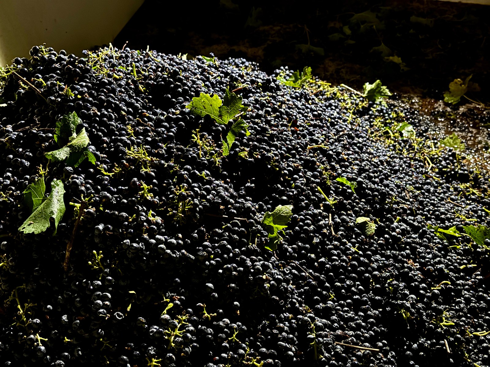 winnipegfreepress.com - Terry Chea, The Associated Press - California farmers are struggling to sell grapes as demand for wine drops