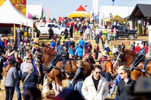 Horses trot during the parade at the 2026 International Plowing Match in Walkerton, Ont., on Tuesday, September 22, 2026. THE CANADIAN PRESS/Carlos Osorio