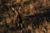 A moose is seen from a helicopter while grazing near the Attawapiskat river east of Neskantaga, Ont., on Saturday, Oct., 25, 2025. THE CANADIAN PRESS/Christopher Katsarov