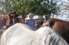 Michele Sleighel, owner of River Thunder Ranch, looks over the herd of horses that she has rescued, Friday, Sept. 18, 2026, in Anthony, N.M. (Corrie Boudreaux/El Paso Matters via AP)