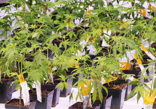Cannabis seedlings at the new Aurora Cannabis facility Friday, November 24, 2017 in Montreal. THE CANADIAN PRESS/Ryan Remiorz