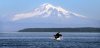 In this photo taken July 31, 2015, an orca whale breaches in view of Mount Baker, some 60 miles distant, in the Salish Sea in the San Juan Islands, Wash. (AP Photo/Elaine Thompson)