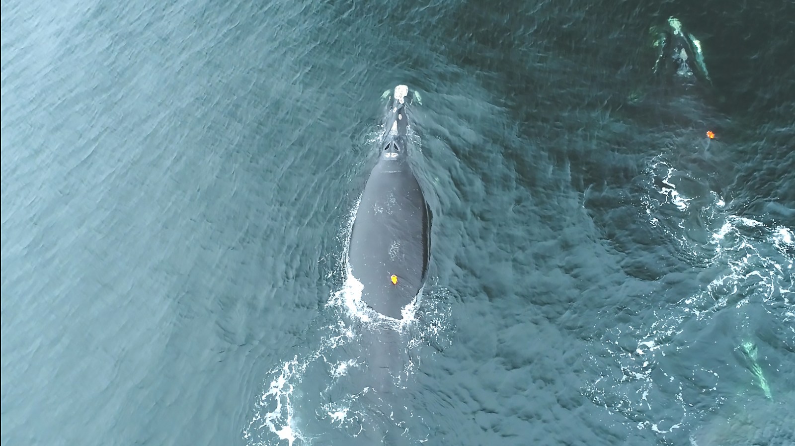 North Atlantic right whales at greater risk of collision with boats at night: study
