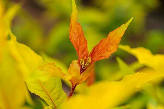High-Viz Diervilla — colourful new shrub for 2027 (First Editions photo)