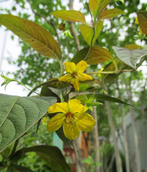 Lysimachia ciliata: tough to get rid of (Wikimedia)