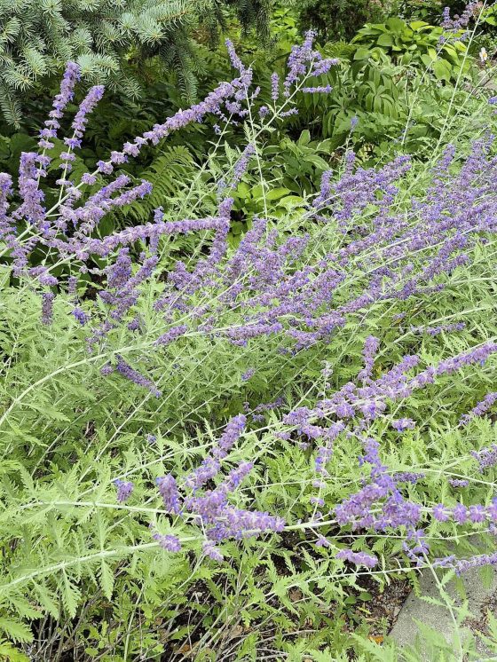 Russian sage: flopping stems (Colleen Zacharias photo)