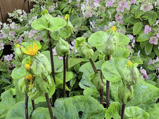 Name this plant with its strange looking flower pods (hint: blooms in September) (Colleen Zacharias photo)
