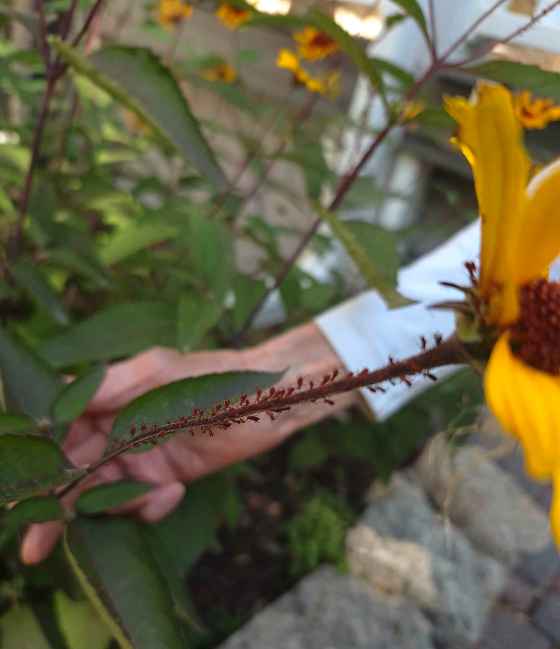 Red Uroleucon aphid on stems of Heliopsis false sunflower (Colleen Zacharias photo)