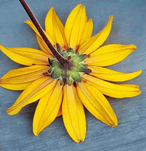 Red Uroleucon aphids on underside of false sunflower petals (Colleen Zacharias photo)