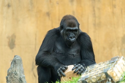 Dossi, a 25-year-old western lowland gorilla, is shown in this undated handout photo. THE CANADIAN PRESS/Handout-Wilder Institute's Calgary Zoo (Mandatory Credit)
