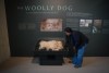 Atheana Picha, a member of the Kwantlen First Nation who is a weaver, views the pelt of a distinct breed of woolly dog that was once raised by Coast and Interior Salish peoples, while posing for a photograph at the Museum of Anthropology at the University of British Columbia, in Vancouver, on Friday, Sept. 4, 2026. THE CANADIAN PRESS/Darryl Dyck