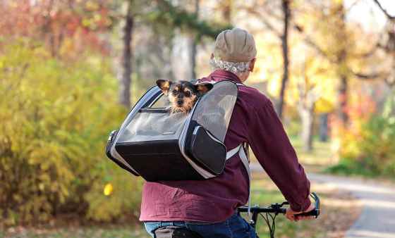 Cookie, a twelve-year-old Yorkie mix, pokes his head out of his carrier Tuesday afternoon during a ride through the brilliant fall foliage in Munson Park with his owner, Marty Green. (Ruth Bonneville / Free Press)