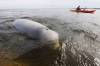 John Woods / THE CANADIAN PRESS FILES
                                A Beluga surfaces for air as whale watchers head out in kayaks on the Churchill River in Churchill, Manitoba. In 2025, the province welcomed more than 11 million visitors who spent a total of $2.4 billion according to a Travel Manitoba announcement on Tuesday.