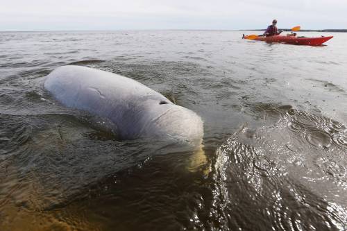 John Woods / THE CANADIAN PRESS FILES
                                A Beluga surfaces for air as whale watchers head out in kayaks on the Churchill River in Churchill, Manitoba. In 2025, the province welcomed more than 11 million visitors who spent a total of $2.4 billion according to a Travel Manitoba announcement on Tuesday.