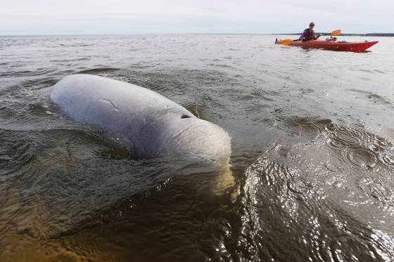 A Beluga surfaces for air as whale watchers head out in kayaks on the Churchill River in Churchill. (John Woods / The Canadian Press files)