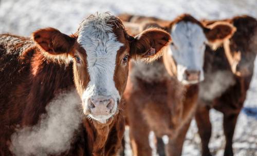 Jeff McIntosh / THE CANADIAN PRESS FILES
                                About 57 cases of livestock theft in Manitoba were reported to RCMP between 2021 and 2025.