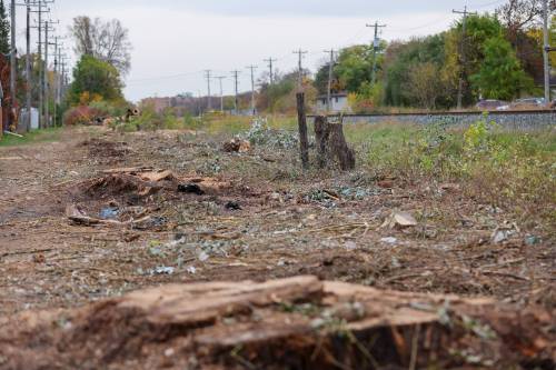 ROOK JONES / FREE PRESS
                                Manitoba Hydro say they had no choice but to cut down mature trees between the pathway at Elizabeth Road and the CPKC railway tracks that stretch the length of Archibald Street in Windsor Park because the trees were a hazard.