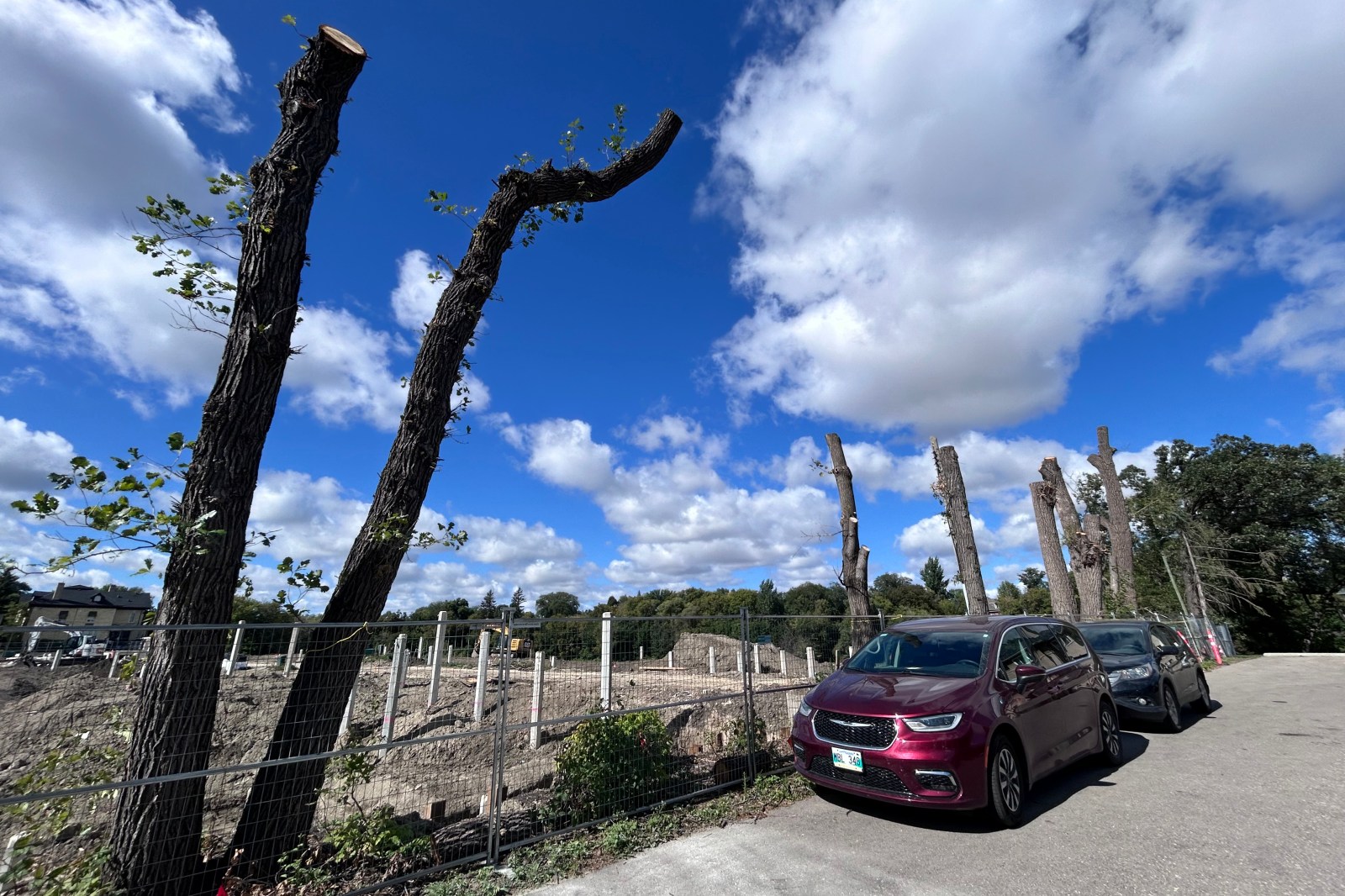 Advocates planting the seed of a tree protection law in Winnipeg's election
