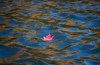 A maple leaf floats in the water as fall colours are reflected in Meech Lake in Chelsea, Que., on Sunday, Oct. 11, 2020. THE CANADIAN PRESS/Justin Tang