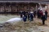 A beluga is transported by a group of experts from Marineland and several U.S. aquariums in the final transfer of whales out of the closed park, in Niagara Falls, Ont., on Monday, Aug. 31, 2026. THE CANADIAN PRESS/Carlos Osorio