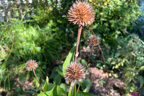 Coneflower seed heads appear in a garden to feed non-migratory birds on Long Island, N.Y., on Oct. 6, 2026. (Jessica Damiano via AP)