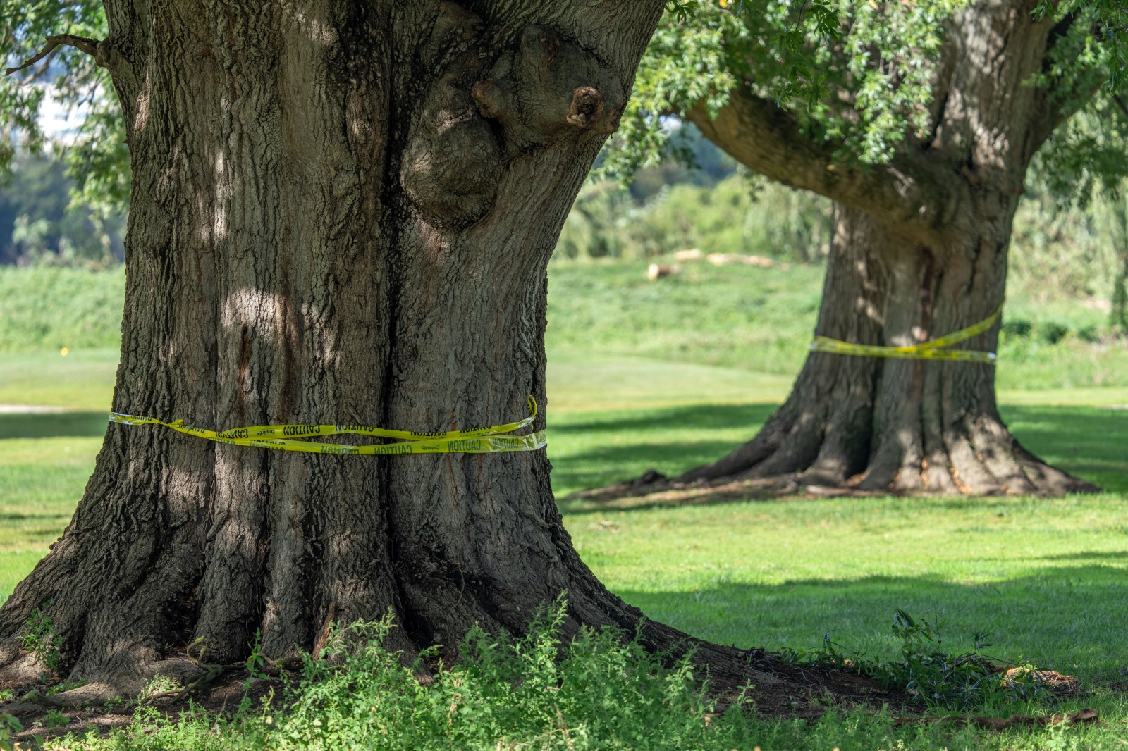 Judge questions link between tree cuts and Trump’s East Potomac golf redesign